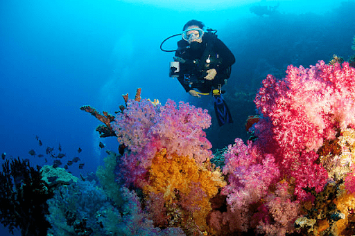 all-about-diving-information-in-fiji