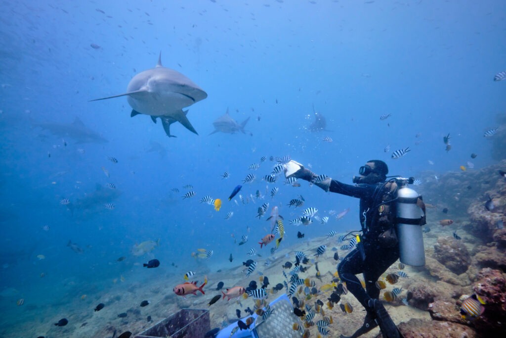 diving-in-fiji