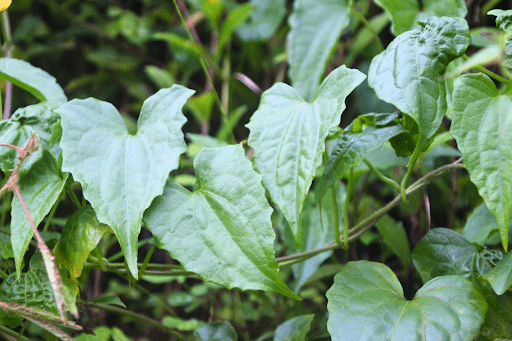 Wabosucu fiji traditional medicines herb - Gofiji.net