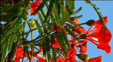 Vula i Nuqa lailai in Fiji
