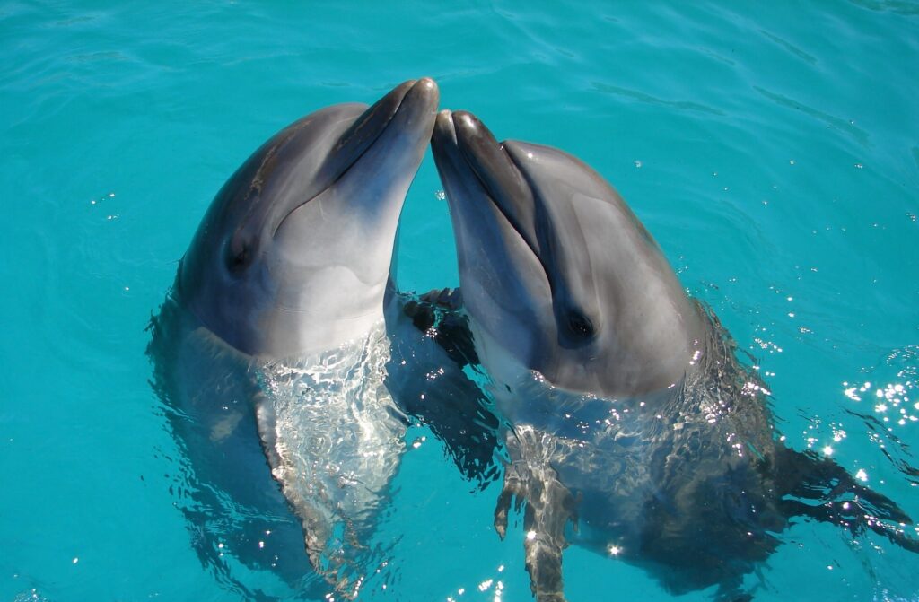 Two dolphins swimming and playing in Fiji - GoFiji.net