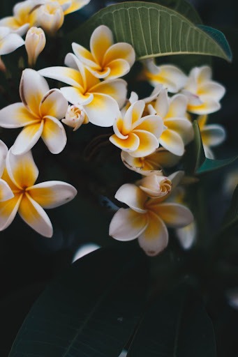 Bua Fangipani Flowers in Fiji