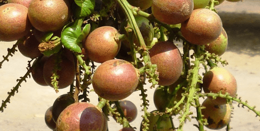 Dawa fruits native in Fiji