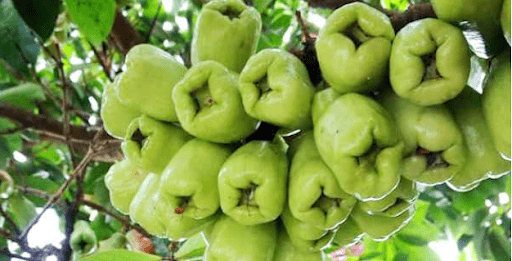 Kavika native fruits Fiji
