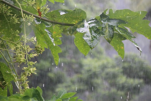 Rain in Fiji
