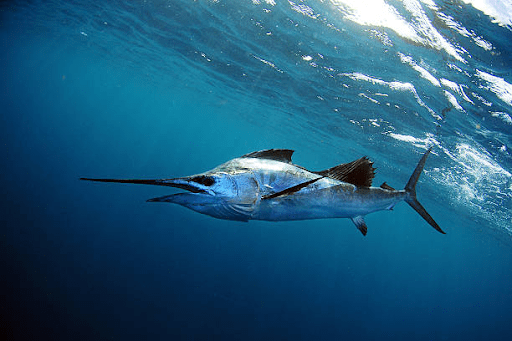 Fishing in Fiji 