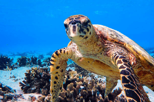 Hawksbill turtle in Fiji