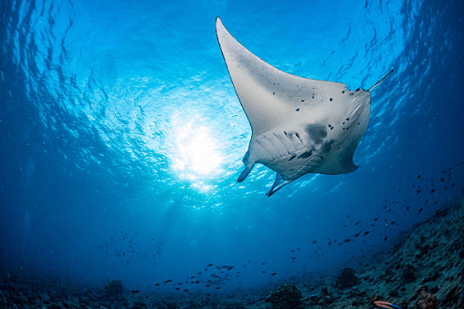 Swim with Manta Rays Fiji
