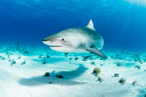 Swim with sharks in Fiji
