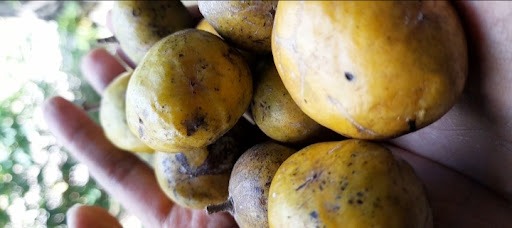 Tarawau fruit in Fiji
