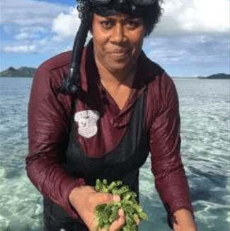 Sustainable Nama Harvesting from Yasawa in Fiji

