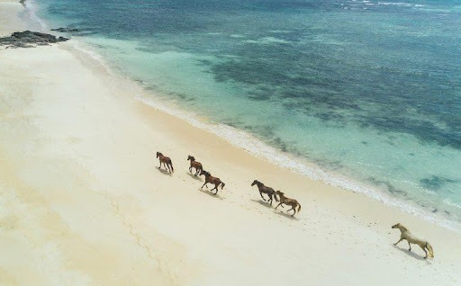 Turtle Island Horseback Ride in Fiji
