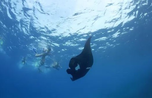 Snorkeling with Manta Rays in Fiji