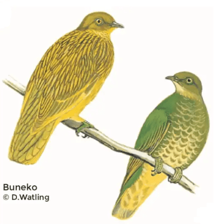 Buneko birds in Fiji